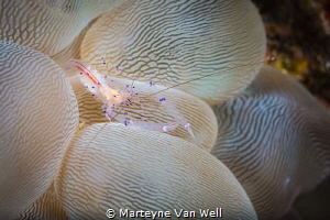 A shrimp with eggs on a bubble coral. Taken at Nudi Falls... by Marteyne Van Well 
